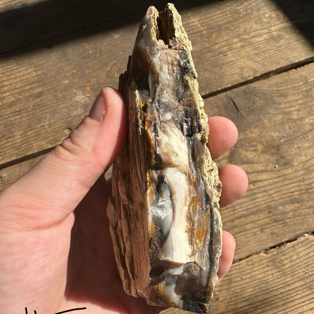 Natural Petrified Wood Specimen